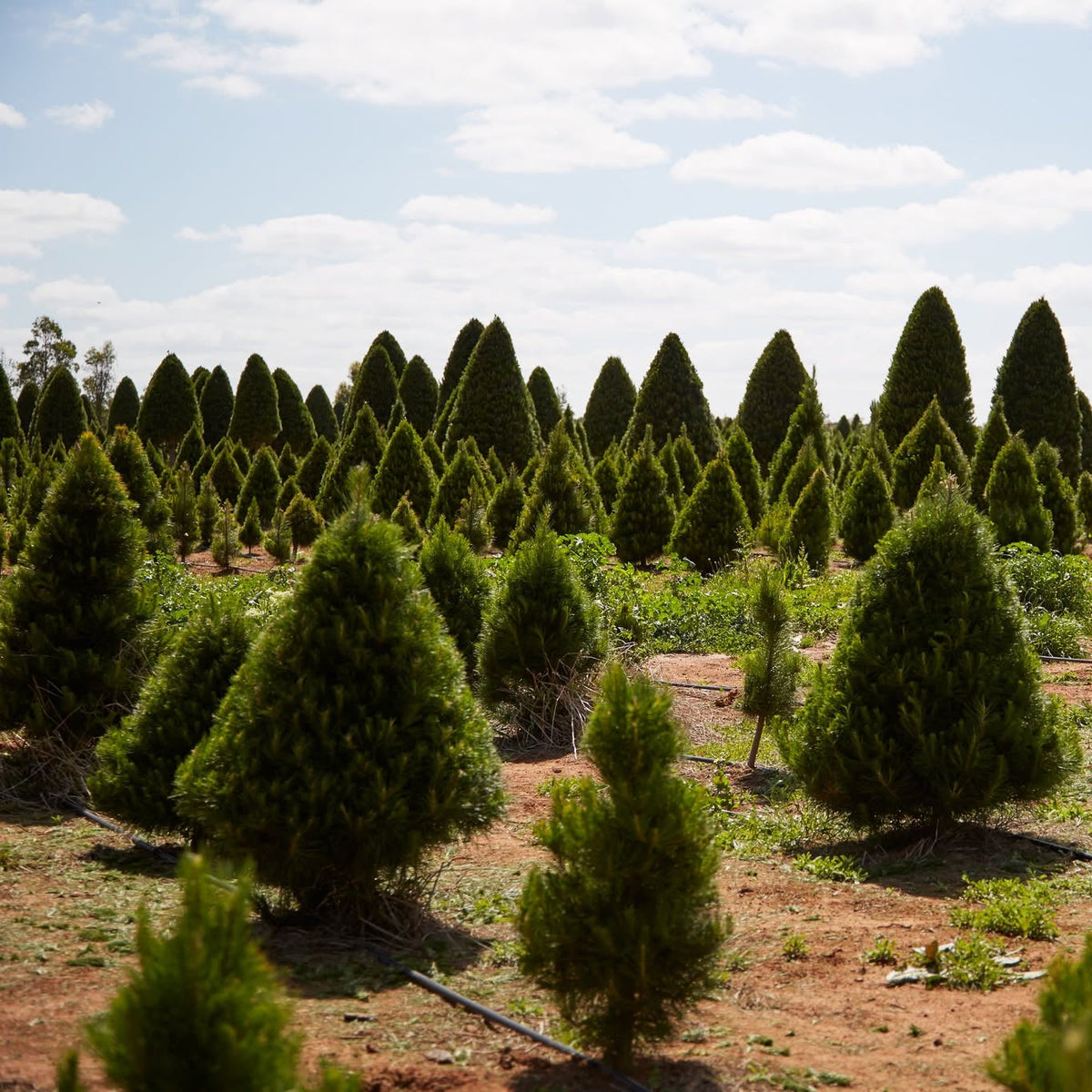 Christmas Trees