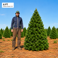 Farm Fresh Christmas Tree - 6ft