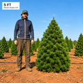 Farm Fresh Christmas Tree - 5ft