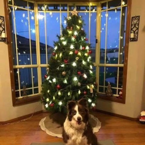 Farm Fresh Christmas Tree - 5ft